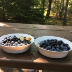 Blueberry camping muesli porridge celebrates Maine